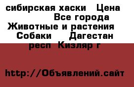 l: сибирская хаски › Цена ­ 10 000 - Все города Животные и растения » Собаки   . Дагестан респ.,Кизляр г.